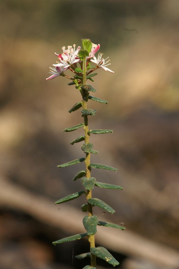 Leionema hillebrandii